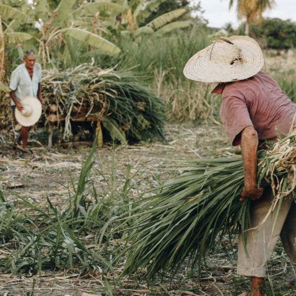 En el Brasil rural, enfermedades crónicas más frecuentes en agricultores