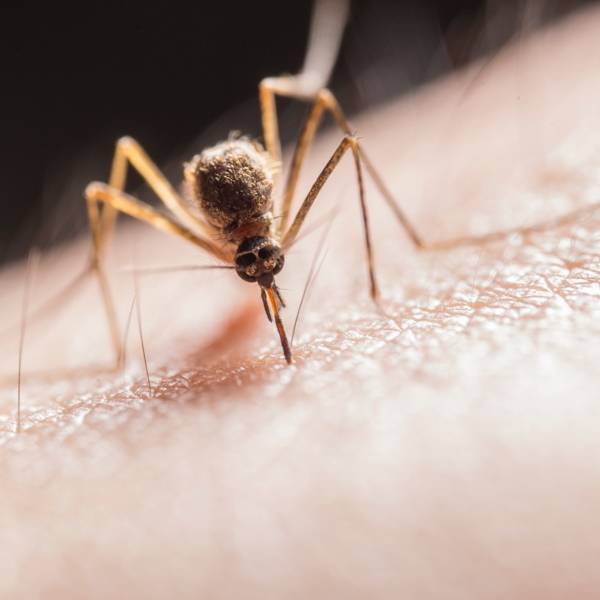Combinación de modelos para pronosticar dengue