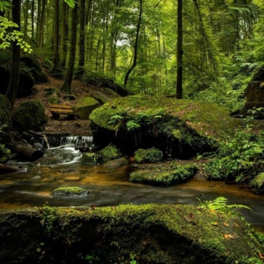 Seis medidas para proteger bosques del cambio climático